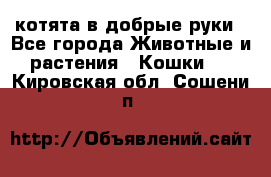 котята в добрые руки - Все города Животные и растения » Кошки   . Кировская обл.,Сошени п.